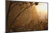 Spiderweb at Sunrise-Craig Tuttle-Mounted Premium Photographic Print