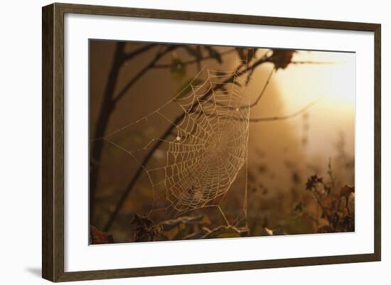 Spiderweb at Sunrise-Craig Tuttle-Framed Photographic Print