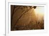 Spiderweb at Sunrise-Craig Tuttle-Framed Photographic Print