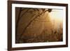 Spiderweb at Sunrise-Craig Tuttle-Framed Photographic Print