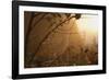 Spiderweb at Sunrise-Craig Tuttle-Framed Photographic Print