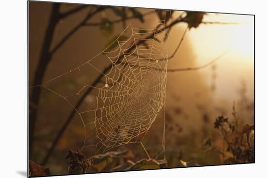 Spiderweb at Sunrise-Craig Tuttle-Mounted Photographic Print