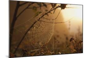 Spiderweb at Sunrise-Craig Tuttle-Mounted Photographic Print