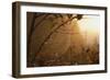 Spiderweb at Sunrise-Craig Tuttle-Framed Photographic Print