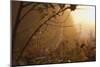 Spiderweb at Sunrise-Craig Tuttle-Mounted Photographic Print