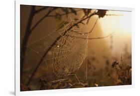 Spiderweb at Sunrise-Craig Tuttle-Framed Photographic Print