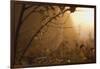 Spiderweb at Sunrise-Craig Tuttle-Framed Photographic Print