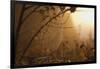 Spiderweb at Sunrise-Craig Tuttle-Framed Photographic Print