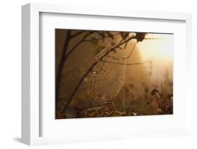 Spiderweb at Sunrise-Craig Tuttle-Framed Photographic Print