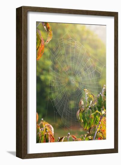 Spiderweb at Sunrise-Craig Tuttle-Framed Photographic Print