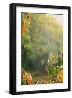 Spiderweb at Sunrise-Craig Tuttle-Framed Photographic Print