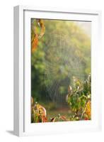 Spiderweb at Sunrise-Craig Tuttle-Framed Photographic Print