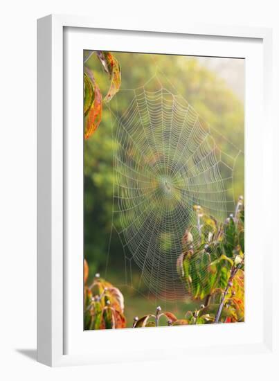 Spiderweb at Sunrise-Craig Tuttle-Framed Photographic Print