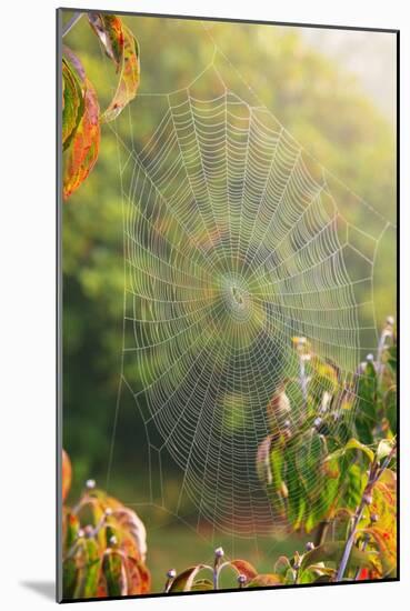 Spiderweb at Sunrise-Craig Tuttle-Mounted Photographic Print