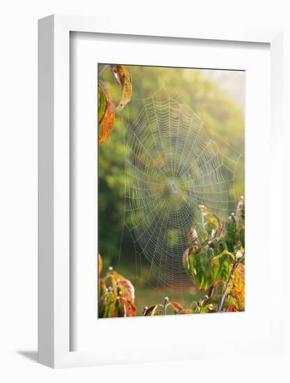 Spiderweb at Sunrise-Craig Tuttle-Framed Photographic Print