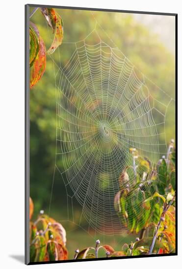 Spiderweb at Sunrise-Craig Tuttle-Mounted Photographic Print