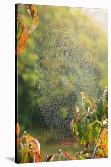 Spiderweb at Sunrise-Craig Tuttle-Stretched Canvas