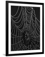 Spiderweb Covered with Dew, Glacier National Park, Montana, United States of America, North America-James Hager-Framed Premium Photographic Print