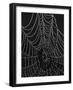 Spiderweb Covered with Dew, Glacier National Park, Montana, United States of America, North America-James Hager-Framed Photographic Print