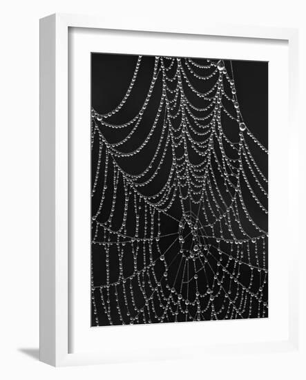 Spiderweb Covered with Dew, Glacier National Park, Montana, United States of America, North America-James Hager-Framed Photographic Print