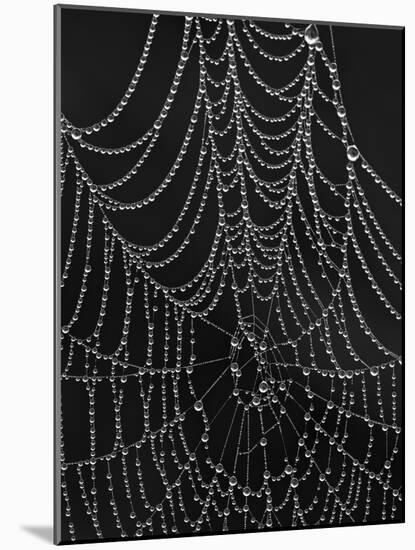 Spiderweb Covered with Dew, Glacier National Park, Montana, United States of America, North America-James Hager-Mounted Photographic Print