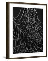 Spiderweb Covered with Dew, Glacier National Park, Montana, United States of America, North America-James Hager-Framed Photographic Print