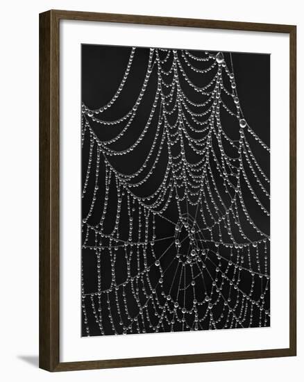 Spiderweb Covered with Dew, Glacier National Park, Montana, United States of America, North America-James Hager-Framed Photographic Print