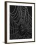 Spiderweb Covered with Dew, Glacier National Park, Montana, United States of America, North America-James Hager-Framed Photographic Print