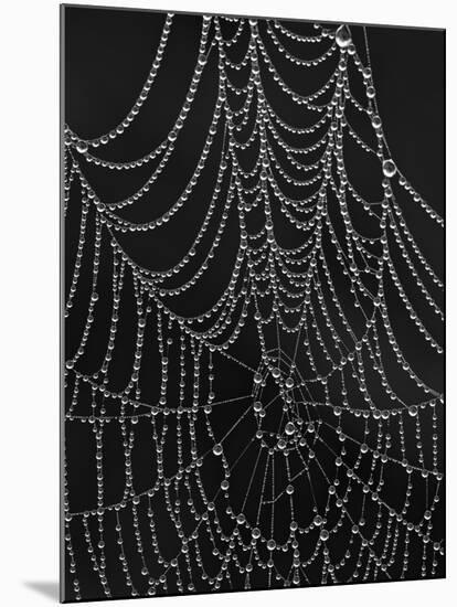 Spiderweb Covered with Dew, Glacier National Park, Montana, United States of America, North America-James Hager-Mounted Photographic Print