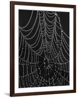 Spiderweb Covered with Dew, Glacier National Park, Montana, United States of America, North America-James Hager-Framed Photographic Print