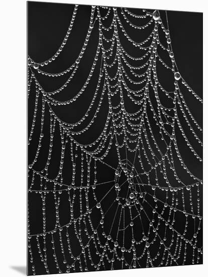 Spiderweb Covered with Dew, Glacier National Park, Montana, United States of America, North America-James Hager-Mounted Photographic Print