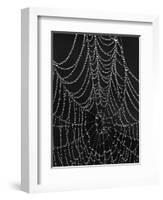 Spiderweb Covered with Dew, Glacier National Park, Montana, United States of America, North America-James Hager-Framed Photographic Print