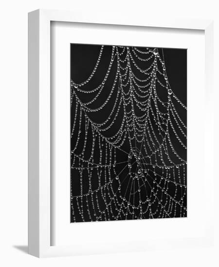 Spiderweb Covered with Dew, Glacier National Park, Montana, United States of America, North America-James Hager-Framed Photographic Print