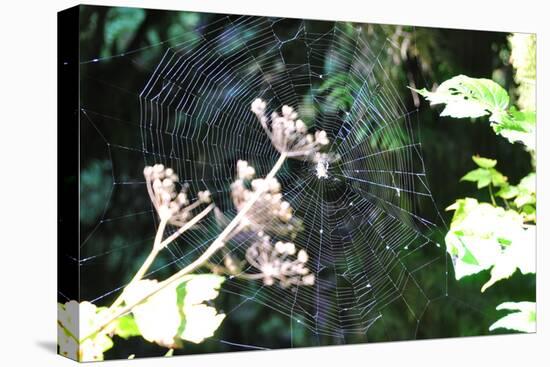 Spiderweb I-Logan Thomas-Stretched Canvas