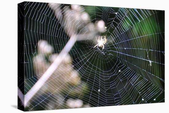 Spiderweb II-Logan Thomas-Stretched Canvas