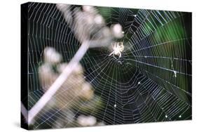 Spiderweb II-Logan Thomas-Stretched Canvas