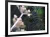 Spiderweb II-Logan Thomas-Framed Photographic Print