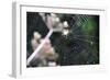 Spiderweb II-Logan Thomas-Framed Photographic Print