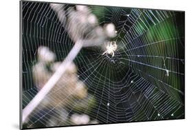 Spiderweb II-Logan Thomas-Mounted Photographic Print