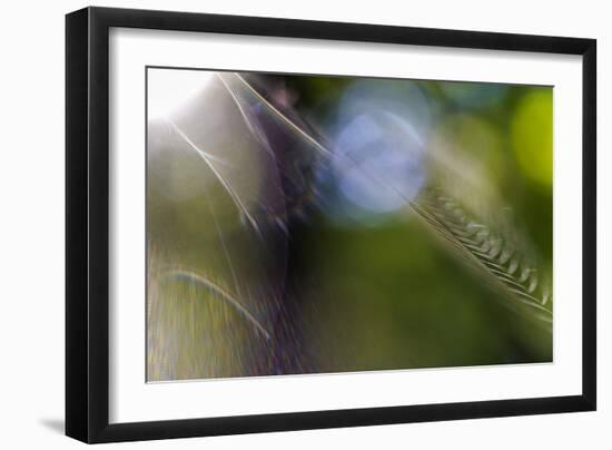Spiderweb in the Back Light-Falk Hermann-Framed Photographic Print