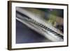 Spiderweb in the Profile-Falk Hermann-Framed Photographic Print