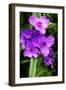 Spiderwort I-Alan Hausenflock-Framed Photographic Print