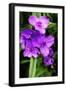 Spiderwort I-Alan Hausenflock-Framed Photographic Print