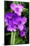 Spiderwort I-Alan Hausenflock-Mounted Photographic Print