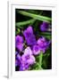 Spiderwort II-Alan Hausenflock-Framed Photographic Print