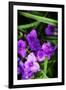 Spiderwort II-Alan Hausenflock-Framed Photographic Print