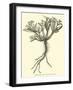 Spikenard, Nardostachys Jatamansi-null-Framed Giclee Print