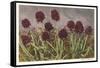 Spiky Flowers in Field, Vanilla Orchids-null-Framed Stretched Canvas