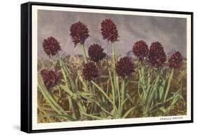 Spiky Flowers in Field, Vanilla Orchids-null-Framed Stretched Canvas