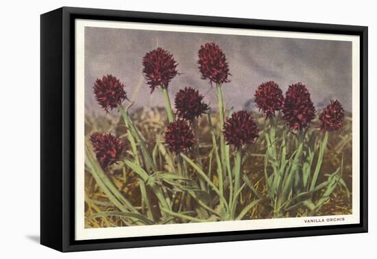 Spiky Flowers in Field, Vanilla Orchids-null-Framed Stretched Canvas